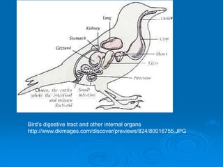 Bird’s digestive tract and other internal organs
http://www.dkimages.com/discover/previews/824/80016755.JPG
 
