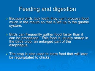 Feeding and digestion
 Because birds lack teeth they can’t process food
much in the mouth so that is left up to the gastric
system.
 Birds can frequently gather food faster than it
can be processed. This food is usually stored in
the birds crop, an enlarged part of the
esophagus.
 The crop is also used to store food that will later
be regurgitated to chicks.
 
