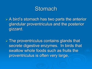 Stomach
 A bird’s stomach has two parts the anterior
glandular proventriculus and the posterior
gizzard.
 The proventriculus contains glands that
secrete digestive enzymes. In birds that
swallow whole foods such as fruits the
proventriculus is often very large.
 