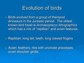Evolution of birds
 Birds evolved from a group of theropod
dinosaurs in the Jurassic period. The oldest
known bird fossil is Archaeopteryx lithographica
which has a mix of “reptilian” and avian features.
 Reptilian: long tail, teeth, long clawed fingers
 Avian: feathers, ribs with uncinate processes,
avian shoulder girdle.
 