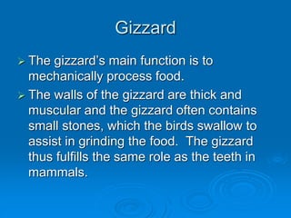 Gizzard
 The gizzard’s main function is to
mechanically process food.
 The walls of the gizzard are thick and
muscular and the gizzard often contains
small stones, which the birds swallow to
assist in grinding the food. The gizzard
thus fulfills the same role as the teeth in
mammals.
 
