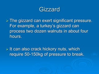 Gizzard
 The gizzard can exert significant pressure.
For example, a turkey’s gizzard can
process two dozen walnuts in about four
hours.
 It can also crack hickory nuts, which
require 50-150kg of pressure to break.
 