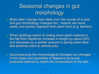 Seasonal changes in gut
morphology
 Birds often change their diets over the course of a year
and gut morphology changes too. Insects are more
easily and quickly digested than plant food (e.g. berries).
 When starlings switch to eating more plant material in
the fall their intestines increase in length by about 20%
and decrease by a similar amount in spring when their
diet switches back to animal prey.
 Accompanying the morphological changes are changes
in the types and quantities of digestive enzymes
produced tailored to match the composition of the diet.
 