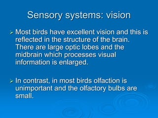 Sensory systems: vision
 Most birds have excellent vision and this is
reflected in the structure of the brain.
There are large optic lobes and the
midbrain which processes visual
information is enlarged.
 In contrast, in most birds olfaction is
unimportant and the olfactory bulbs are
small.
 