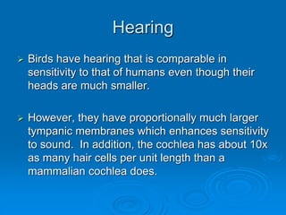 Hearing
 Birds have hearing that is comparable in
sensitivity to that of humans even though their
heads are much smaller.
 However, they have proportionally much larger
tympanic membranes which enhances sensitivity
to sound. In addition, the cochlea has about 10x
as many hair cells per unit length than a
mammalian cochlea does.
 