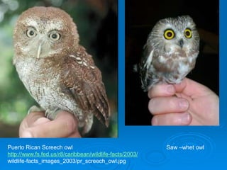 Puerto Rican Screech owl Saw –whet owl
http://www.fs.fed.us/r8/caribbean/wildlife-facts/2003/
wildlife-facts_images_2003/pr_screech_owl.jpg
 