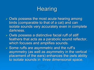 Hearing
 Owls possess the most acute hearing among
birds (comparable to that of a cat) and can
isolate sounds very accurately even in complete
darkness.
 Owls possess a distinctive facial ruff of stiff
feathers that acts as a parabolic sound reflector,
which focuses and amplifies sounds.
 Some ruffs are asymmetric and the ruff’s
asymmetry (as well as asymmetry in the vertical
placement of the ears) enhances the owls ability
to isolate sounds in three dimensional space.
 