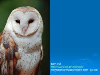 Barn owl
http://www.usbr.gov/mp/ccao/
newmelones/images/wildlife_barn_owl.jpg
 