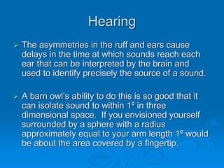 Hearing
 The asymmetries in the ruff and ears cause
delays in the time at which sounds reach each
ear that can be interpreted by the brain and
used to identify precisely the source of a sound.
 A barn owl’s ability to do this is so good that it
can isolate sound to within 1º in three
dimensional space. If you envisioned yourself
surrounded by a sphere with a radius
approximately equal to your arm length 1º would
be about the area covered by a fingertip.
 