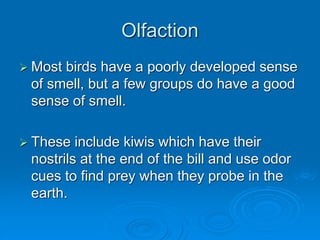 Olfaction
 Most birds have a poorly developed sense
of smell, but a few groups do have a good
sense of smell.
 These include kiwis which have their
nostrils at the end of the bill and use odor
cues to find prey when they probe in the
earth.
 