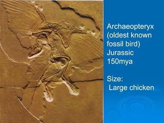 Archaeopteryx
(oldest known
fossil bird)
Jurassic
150mya
Size:
Large chicken
 