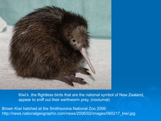 Brown Kiwi hatched at the Smithsonina National Zoo 2006:
http://news.nationalgeographic.com/news/2006/02/images/060217_kiwi.jpg
Kiwi’s ,the flightless birds that are the national symbol of New Zealand,
appear to sniff out their earthworm prey. (nocturnal)
 