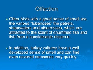 Olfaction
 Other birds with a good sense of smell are
the various “tubenoses” the petrels,
shearwaters and albatrosses, which are
attracted to the scent of chummed fish and
fish from a considerable distance.
 In addition, turkey vultures have a well
developed sense of smell and can find
even covered carcasses very quickly.
 