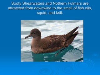 Sooty Shearwaters and Nothern Fulmars are
attratcted from downwind to the smell of fish oils,
squid, and krill.
 