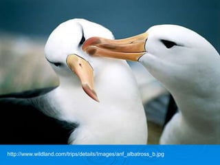 http://www.wildland.com/trips/details/Images/anf_albatross_b.jpg
 