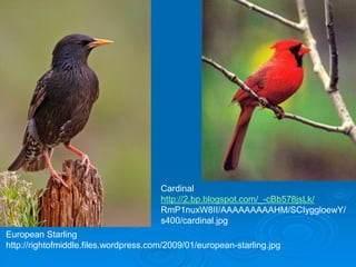 European Starling
http://rightofmiddle.files.wordpress.com/2009/01/european-starling.jpg
Cardinal
http://2.bp.blogspot.com/_-cBb578jsLk/
RmP1nuxW8II/AAAAAAAAAHM/SCIyggloewY/
s400/cardinal.jpg
 