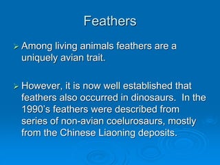 Feathers
 Among living animals feathers are a
uniquely avian trait.
 However, it is now well established that
feathers also occurred in dinosaurs. In the
1990’s feathers were described from
series of non-avian coelurosaurs, mostly
from the Chinese Liaoning deposits.
 