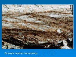 Dinosaur feather impressions
 