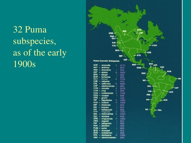 puma subspecies