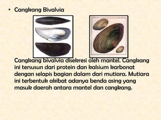 • Cangkang Bivalvia




  Cangkang bivalvia disekresi oleh mantel. Cangkang
  ini tersusun dari protein dan kalsium karbon...