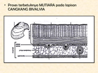 • Proses terbetuknya MUTIARA pada lapisan
  CANGKANG BIVALVIA
 