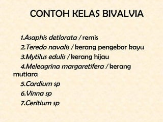 CONTOH KELAS BIVALVIA

 1.Asaphis detlorata / remis
 2.Teredo navalis / kerang pengebor kayu
 3.Mytilus edulis / kerang hi...