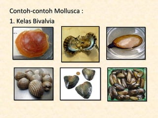 Contoh-contoh Mollusca :
1. Kelas Bivalvia
 