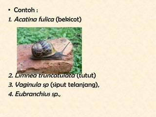 • Contoh :
1. Acatina fulica (bekicot)




2. Limnea truncatulata (tutut)
3. Vaginula sp (siput telanjang),
4. Eubranchius...