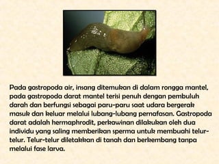Pada gastropoda air, insang ditemukan di dalam rongga mantel,
pada gastropoda darat mantel terisi penuh dengan pembuluh
da...