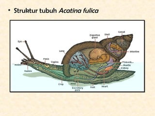 • Struktur tubuh Acatina fulica
 