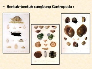 • Bentuk-bentuk cangkang Gastropoda :
 