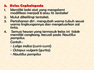 3. Kelas Cephalopoda
1. Memiliki kaki otot yang mengalami
   modifikasi menjadi 8 atau 10 tentakel
2. Mulut dikelilingi te...