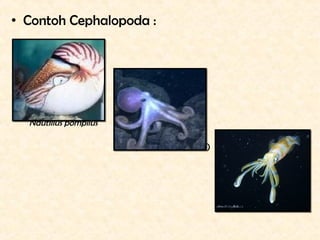 • Contoh Cephalopoda :




  Nautillus pompilus

                       Octopus vulgaris (gurita)




                    ...