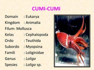 CUMI-CUMI
Domain : Eukarya
Kingdom : Animalia
Filum: Mollusca
Kelas      : Cephalopoda
Ordo       : Teuthida
Subordo : Myo...
