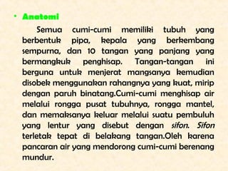 • Anatomi
      Semua cumi-cumi memiliki tubuh yang
  berbentuk pipa, kepala yang berkembang
  sempurna, dan 10 tangan yan...
