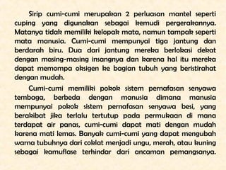Sirip cumi-cumi merupakan 2 perluasan mantel seperti
cuping yang digunakan sebagai kemudi pergerakannya.
Matanya tidak mem...
