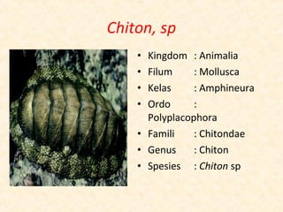 Chiton, sp
    • Kingdom : Animalia
    • Filum     : Mollusca
    • Kelas     : Amphineura
    • Ordo      :
      Polypl...