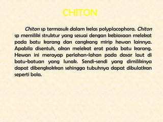 CHITON
    Chiton sp termasuk dalam kelas polyplacophora. Chiton
sp memiliki struktur yang sesuai dengan kebiasaan melekat...