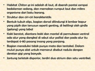 • Habitat Chiton sp ini adalah di laut, di daerah pantai sampai
  kedalaman sedang, dan memakan rumput laut dan mikro
  or...