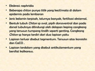 • Ekskresi: nephridia
• Beberapa chiton punya titik yang kecil/mata di dalam
  epidermis pada lembaran
• Jenis kelamin ter...