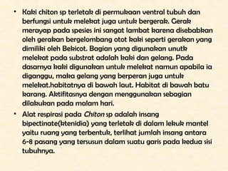 • Kaki chiton sp terletak di permukaan ventral tubuh dan
  berfungsi untuk melekat juga untuk bergerak. Gerak
  merayap pa...