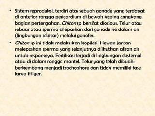 • Sistem reproduksi, terdiri atas sebuah gonade yang terdapat
  di anterior rongga pericardium di bawah keping cangkang
  ...