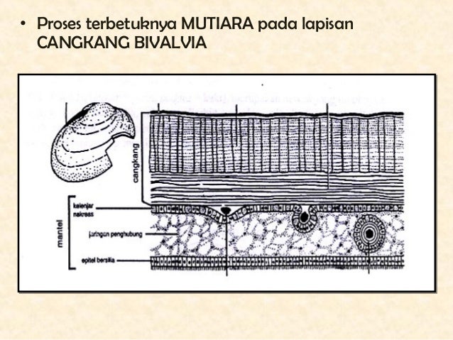 Power point mollusca