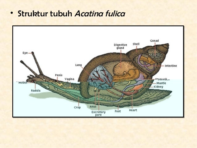 Power point mollusca Power point mollusca