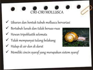 CIRI-CIRI MOLLUSCA
 Ukuran dan bentuk tubuh mollusca bervariasi
 Bertubuh lunak dan tidak beruas-ruas
 Hewan tripoblastik selomata
 Tidak mempunyai tulang belakang
 Hidup di air dan di darat
 Memiliki cincin syaraf yang merupakan sistem syaraf
 