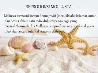 REPRODUKSI MOLLUSCA
Mollusca termasuk hewan hermafrodit (memiliki alat kelamin jantan
dan betina dalam satu individu), tetapi ada juga yang
terpisah/berumah dua.Mollusca bereproduksi secara seksual yakni
dilakukan secara internal ataupun eksternal.
 