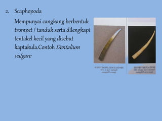 2. Scaphopoda
Mempunyai cangkang berbentuk
trompet / tanduk serta dilengkapi
tentakel kecil yang disebut
kaptakula.Contoh Dentalium
vulgare
 