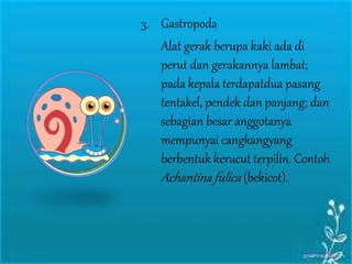 3. Gastropoda
Alat gerak berupa kaki ada di
perut dan gerakannya lambat;
pada kepala terdapatdua pasang
tentakel, pendek dan panjang; dan
sebagian besar anggotanya
mempunyai cangkangyang
berbentuk kerucut terpilin. Contoh
Achantina fulica (bekicot).
 