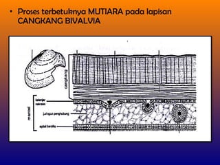 • Proses terbetuknya MUTIARA pada lapisan
CANGKANG BIVALVIA
 
