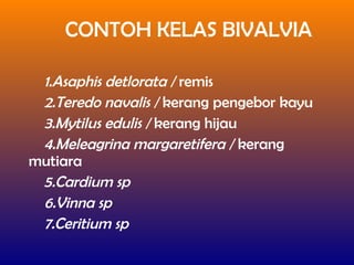 CONTOH KELAS BIVALVIA
1.Asaphis detlorata / remis
2.Teredo navalis / kerang pengebor kayu
3.Mytilus edulis / kerang hijau
4.Meleagrina margaretifera / kerang
mutiara
5.Cardium sp
6.Vinna sp
7.Ceritium sp
 